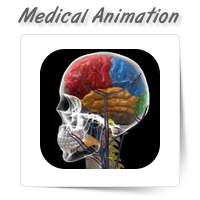 Medical Illustration & Animation